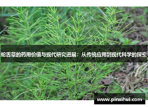 蛇舌草的药用价值与现代研究进展：从传统应用到现代科学的探索